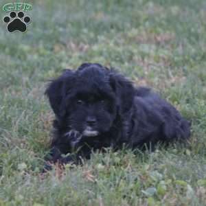 Kelsey – F1b, Cavapoo Puppy